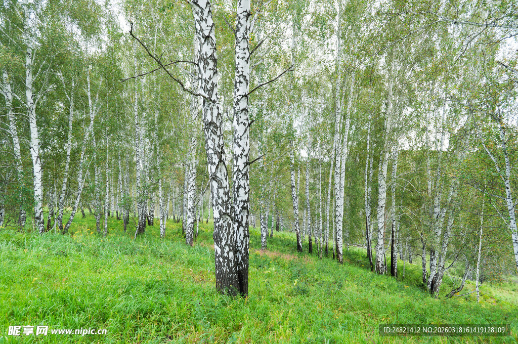 白桦林的翠绿草地风光