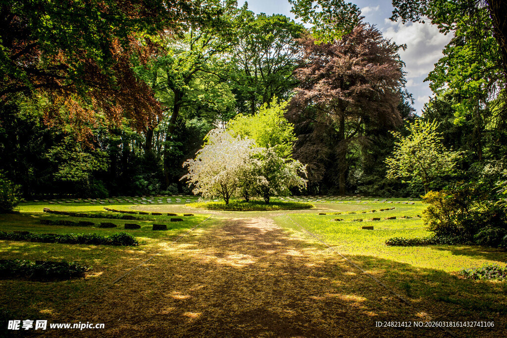 阳光洒落的静谧林间草地