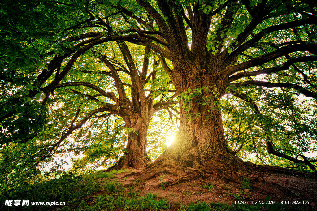 阳光照耀下的繁茂大树