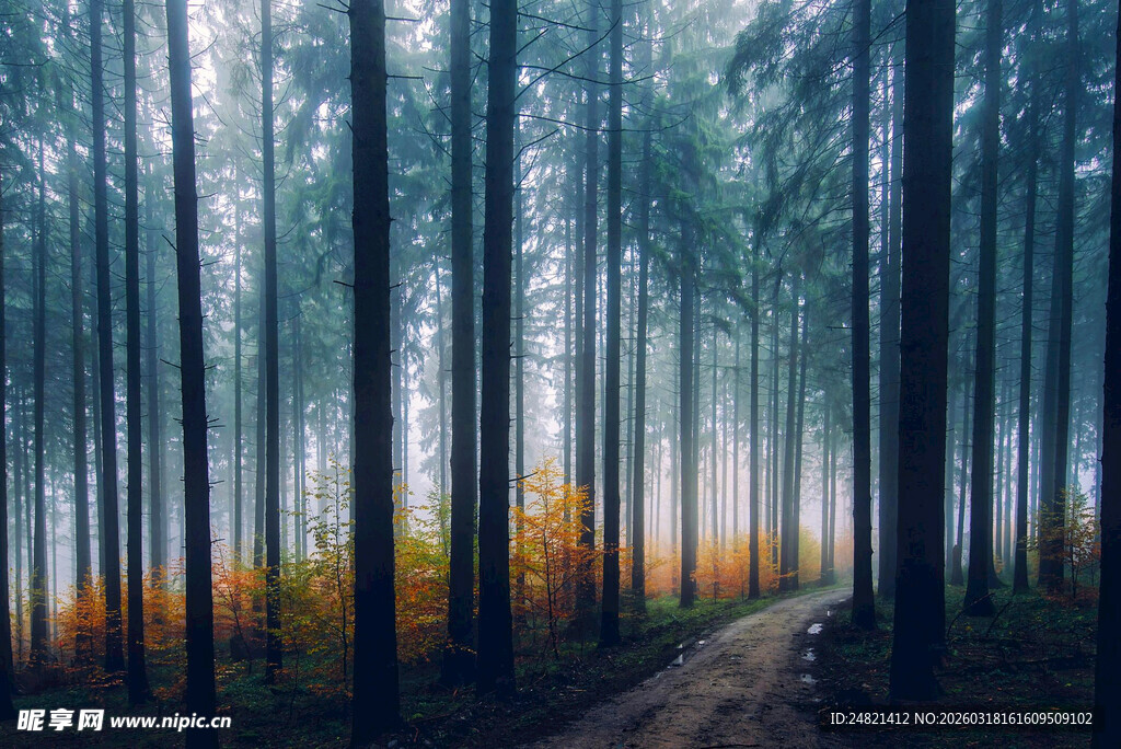 迷雾森林中的幽静小径