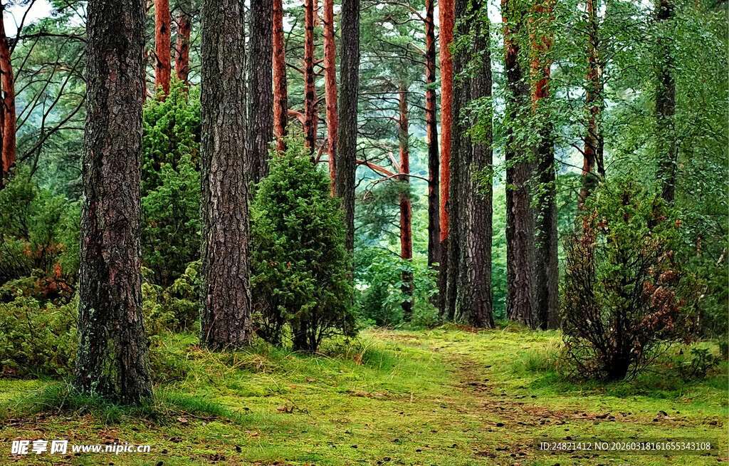 森林中的静谧小径