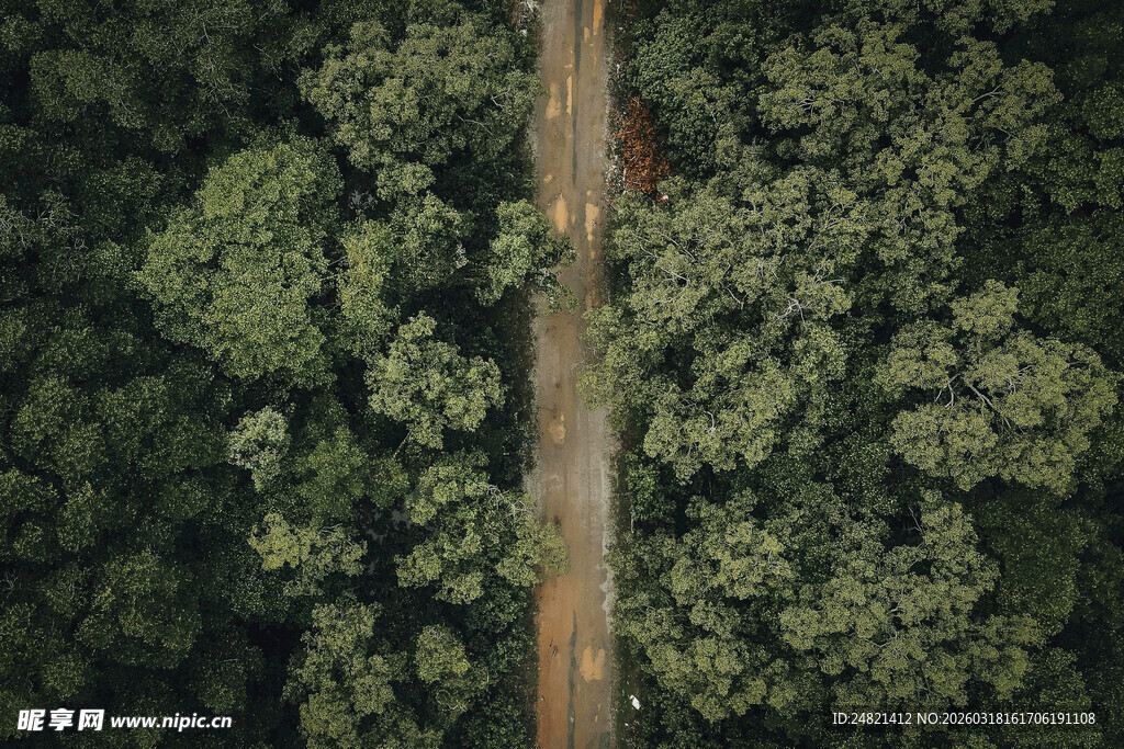 俯瞰森林中的高耸树木