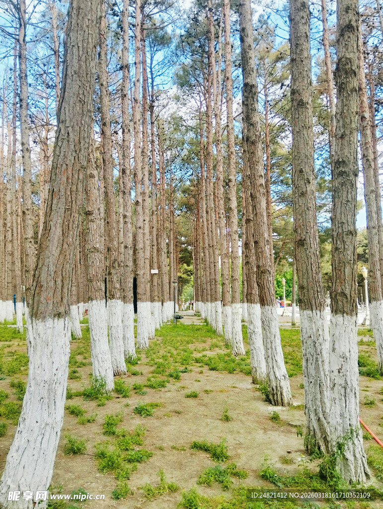 林间白涂树干的清新小径