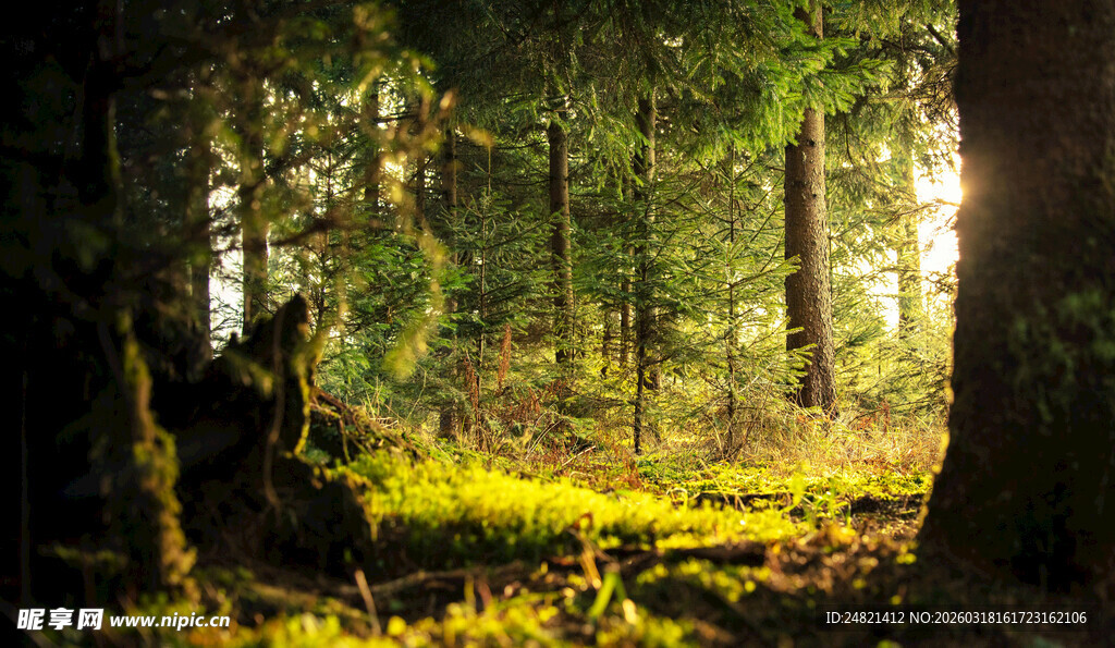 阳光洒落的静谧森林
