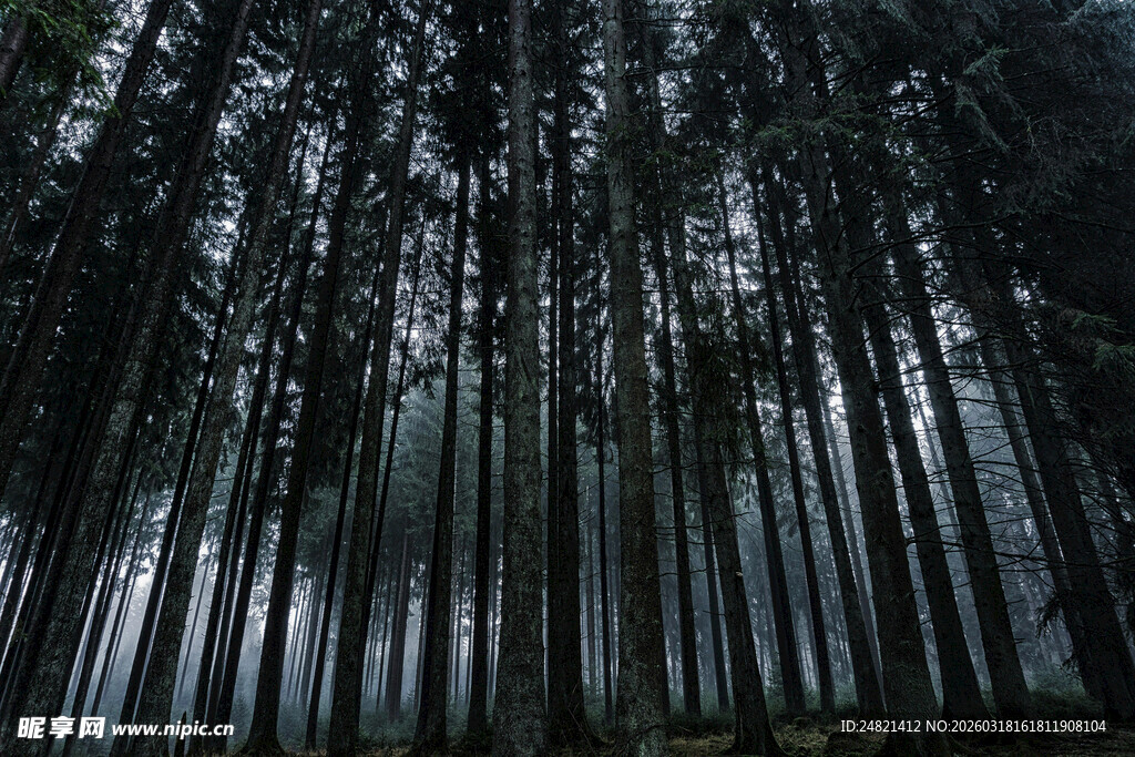 神秘幽暗的森林景象