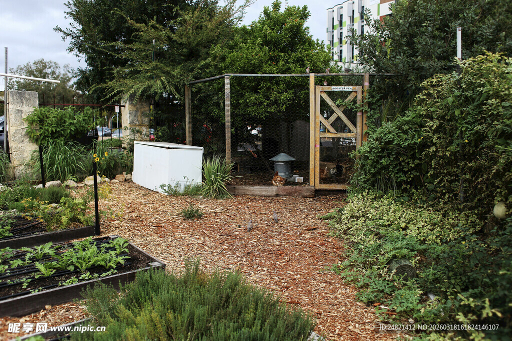 宁静庭院中的绿植景观