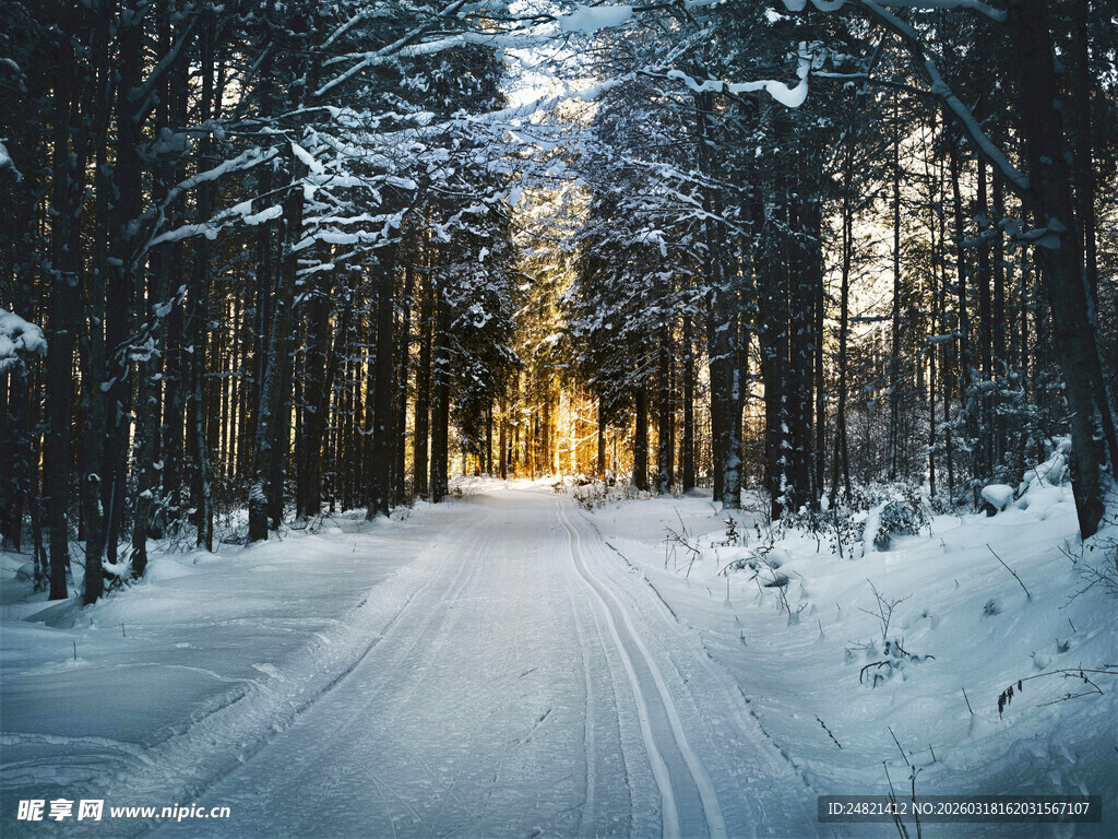 冬日雪林之路