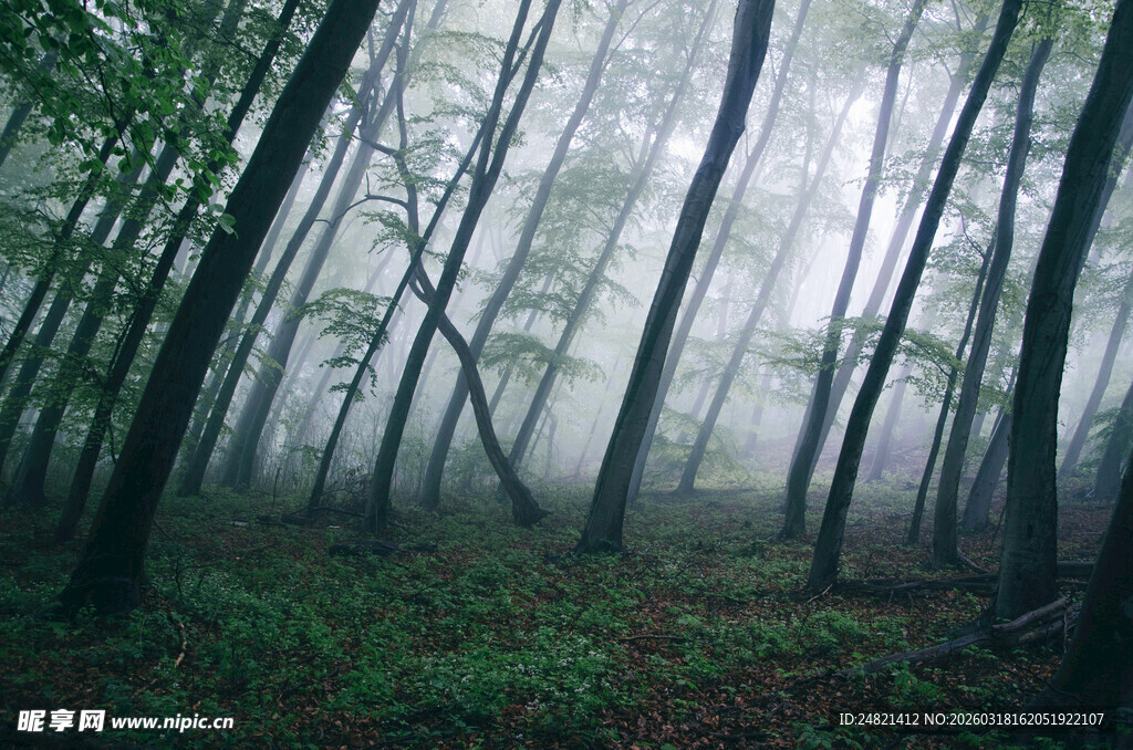 迷雾笼罩的静谧森林