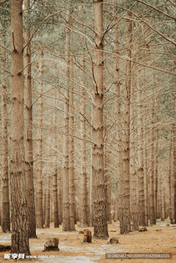 静谧松树林间的自然景致