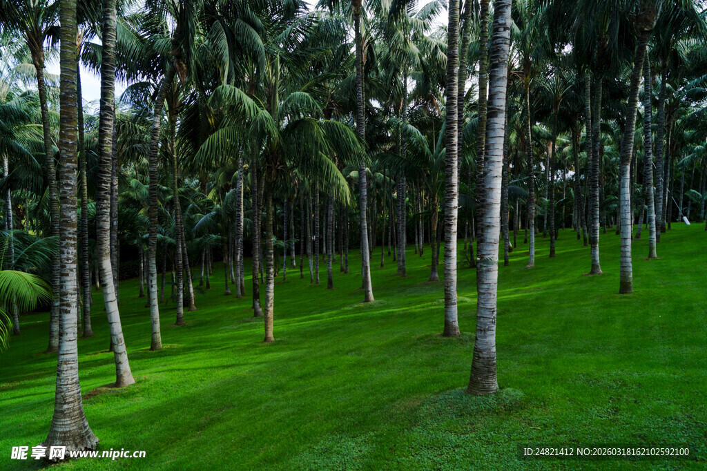翠绿椰林草地美景