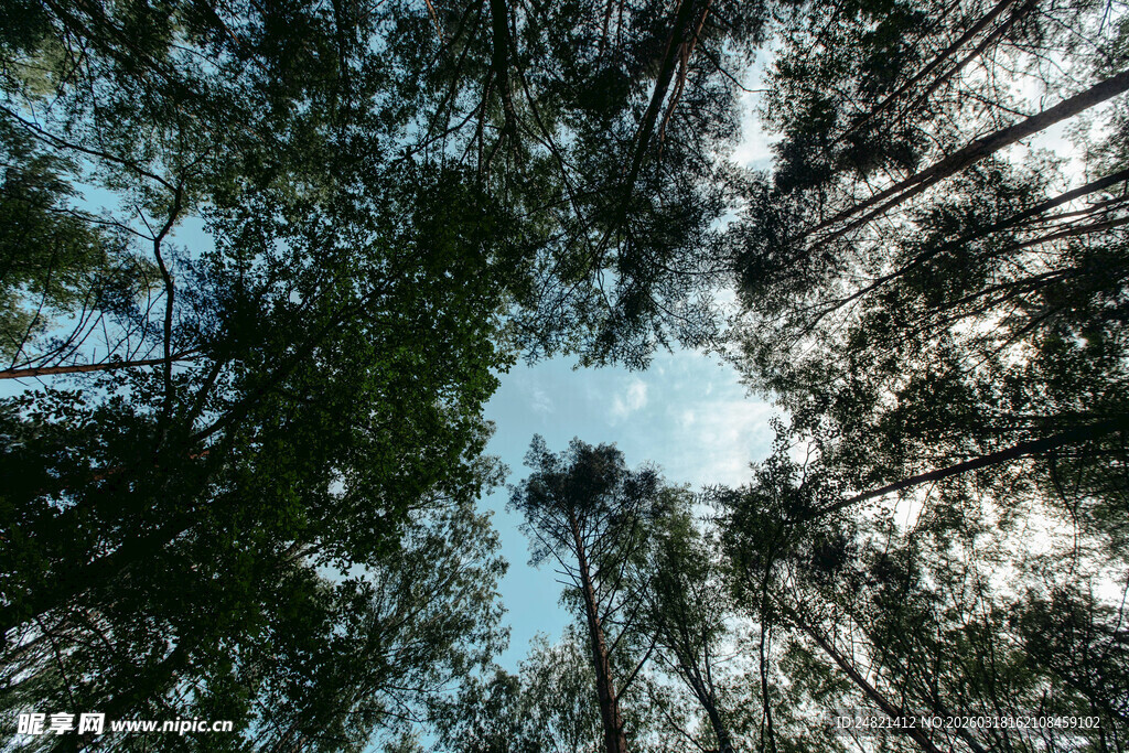 仰望森林树冠