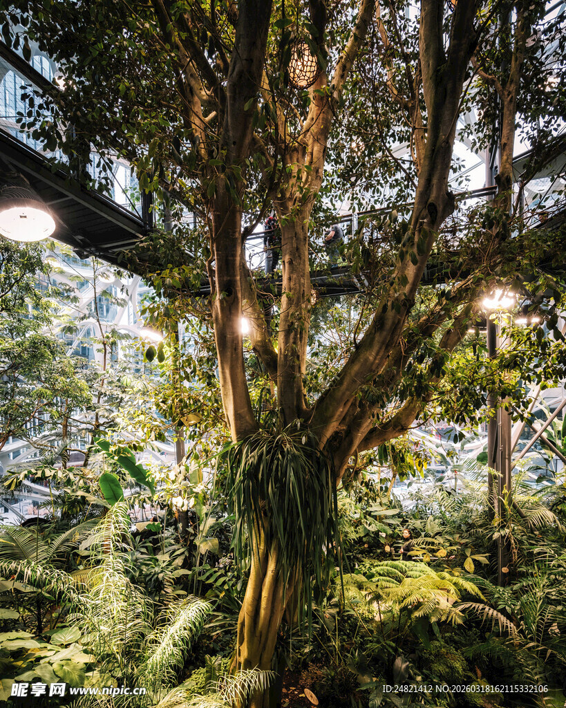 森林中的奇幻树木景观