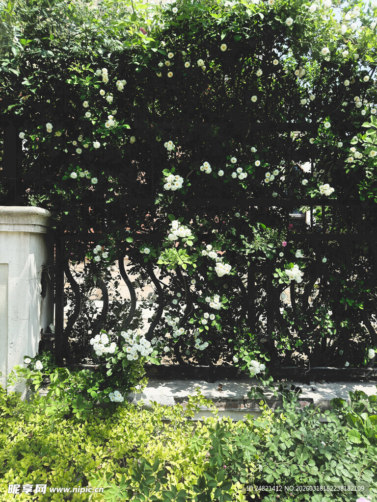 绿意盎然的庭院绿植景观