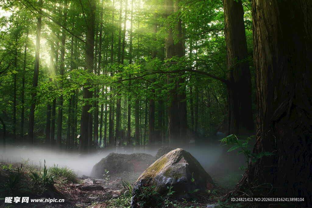 阳光穿透森林的静谧景象