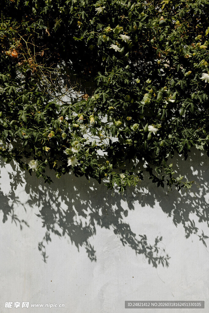 绿叶映白墙的静谧景致