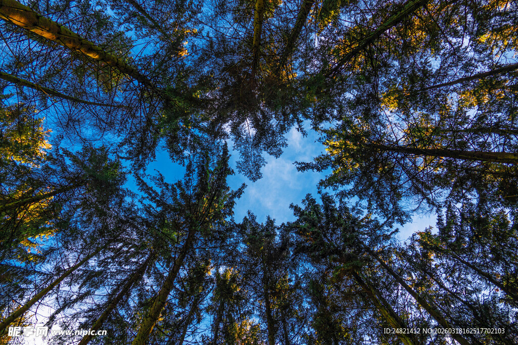 仰望森林树冠的美丽景象