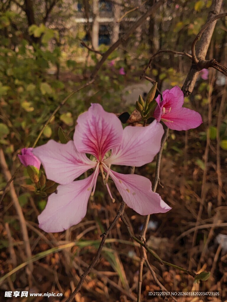 野外绽放的美丽粉色花朵