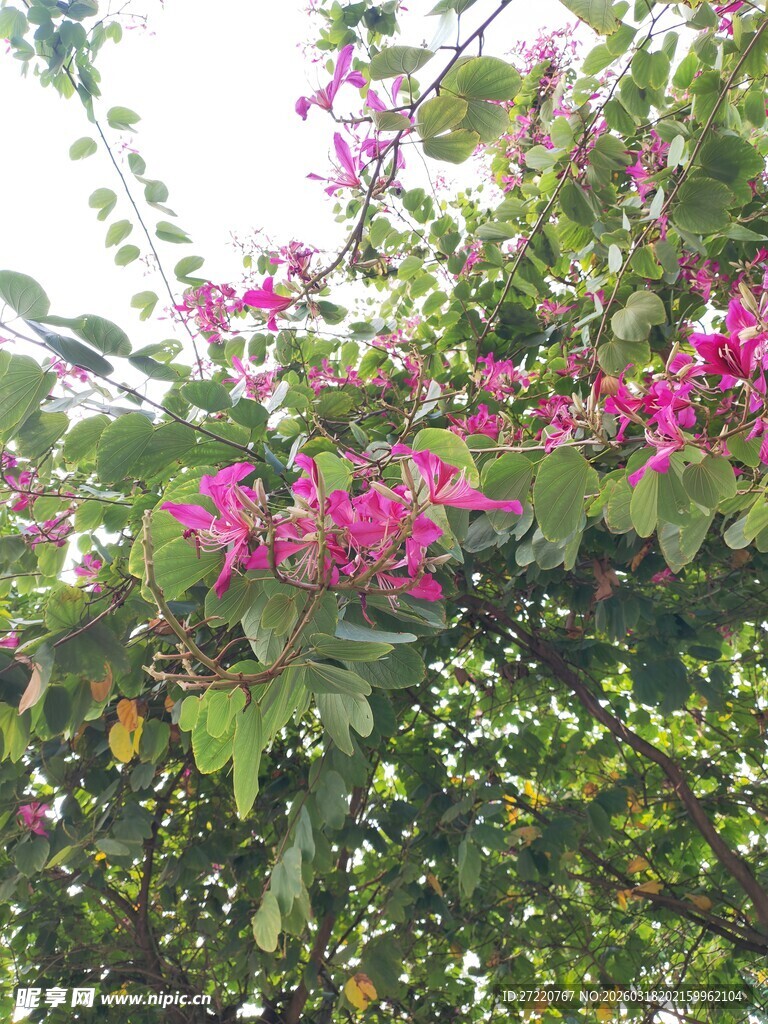 绽放的艳丽紫荆花 