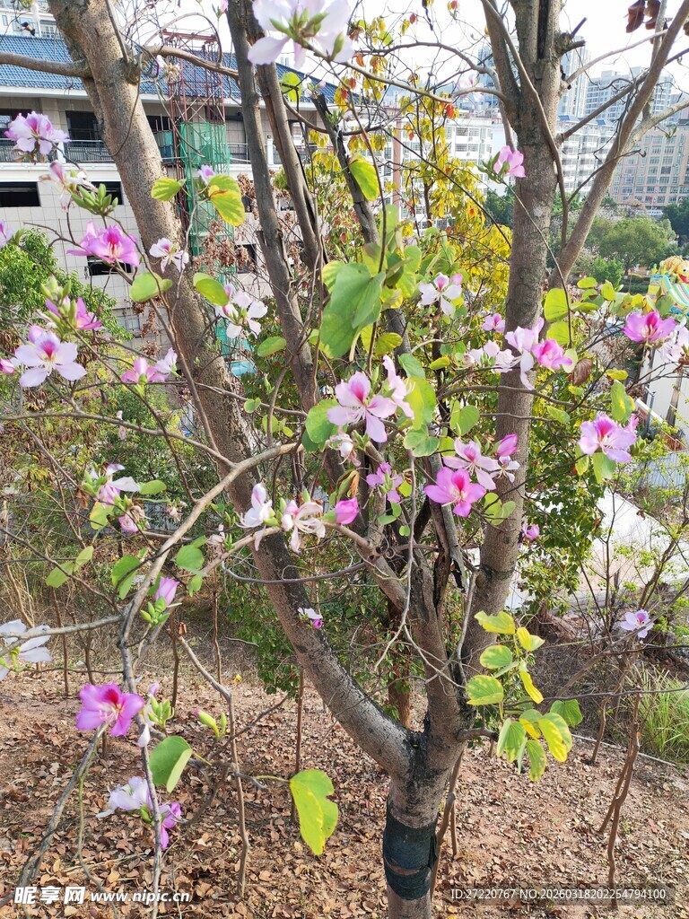 枝头绽放的粉嫩花朵