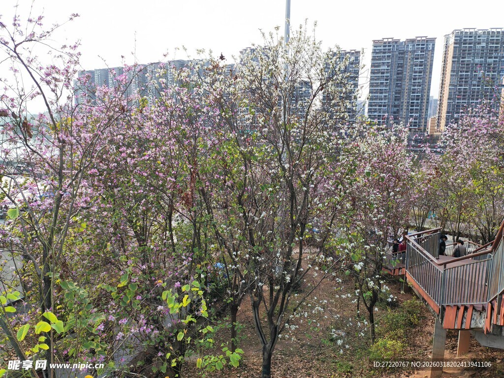 城市中繁花盛开的园林景观