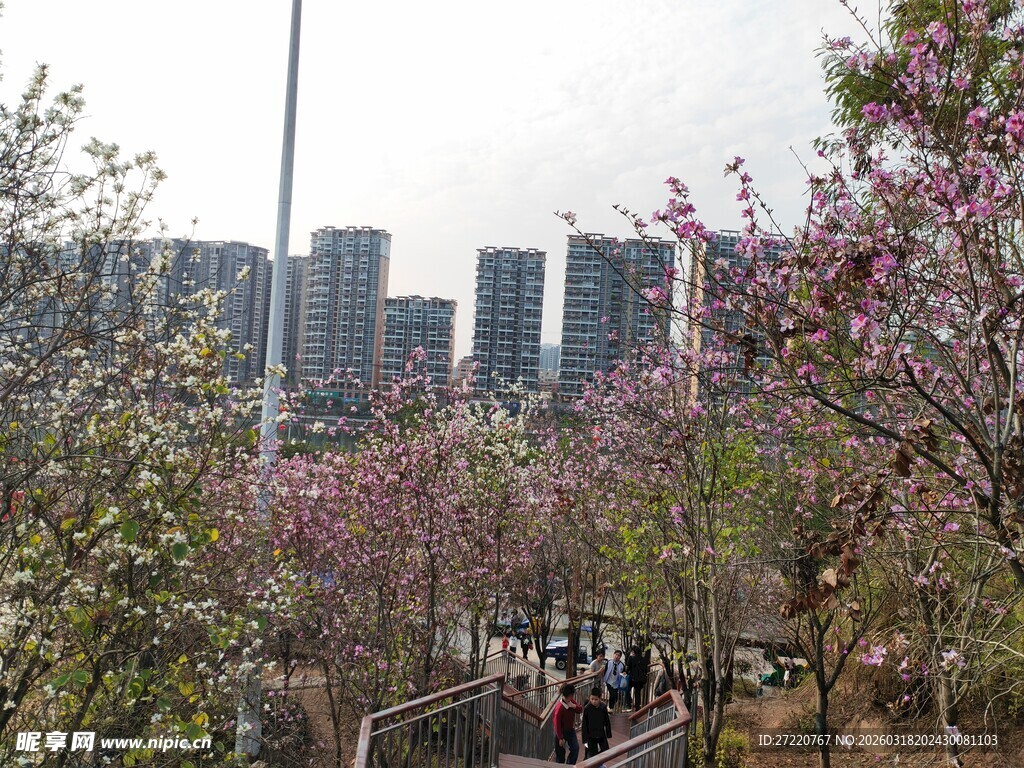城市繁花景 漫步赏春光