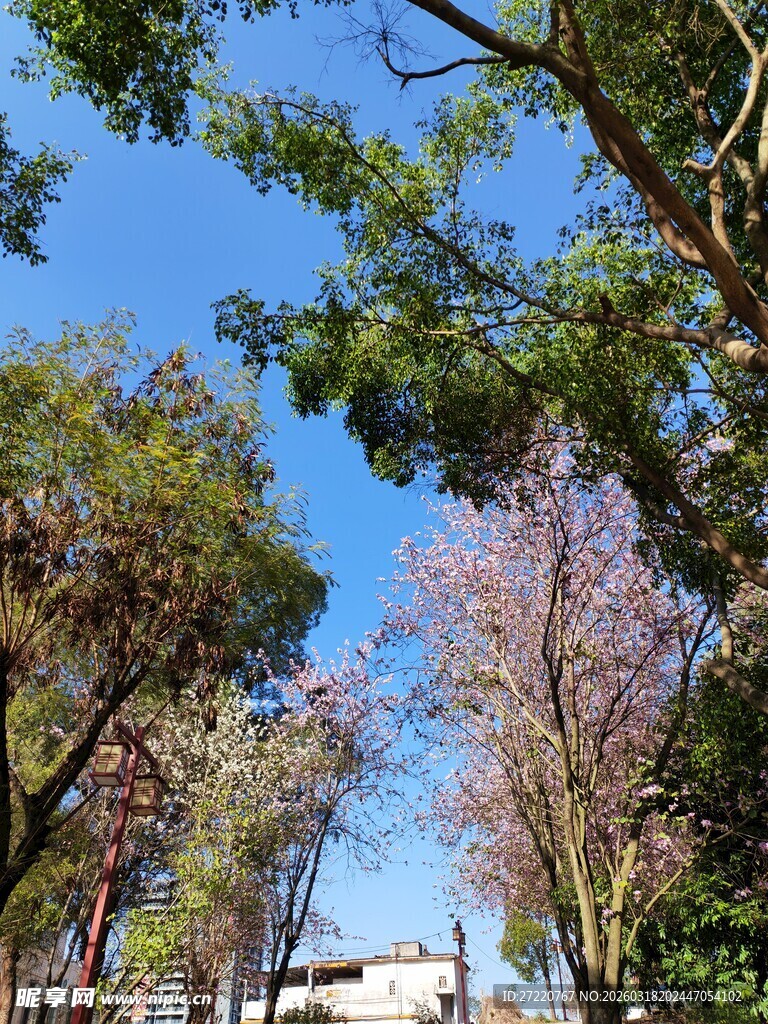 蓝天绿树间的自然景致