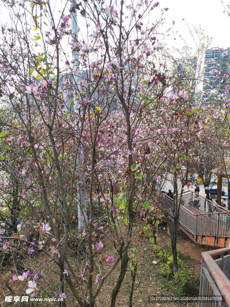 春日盛开的繁花景致