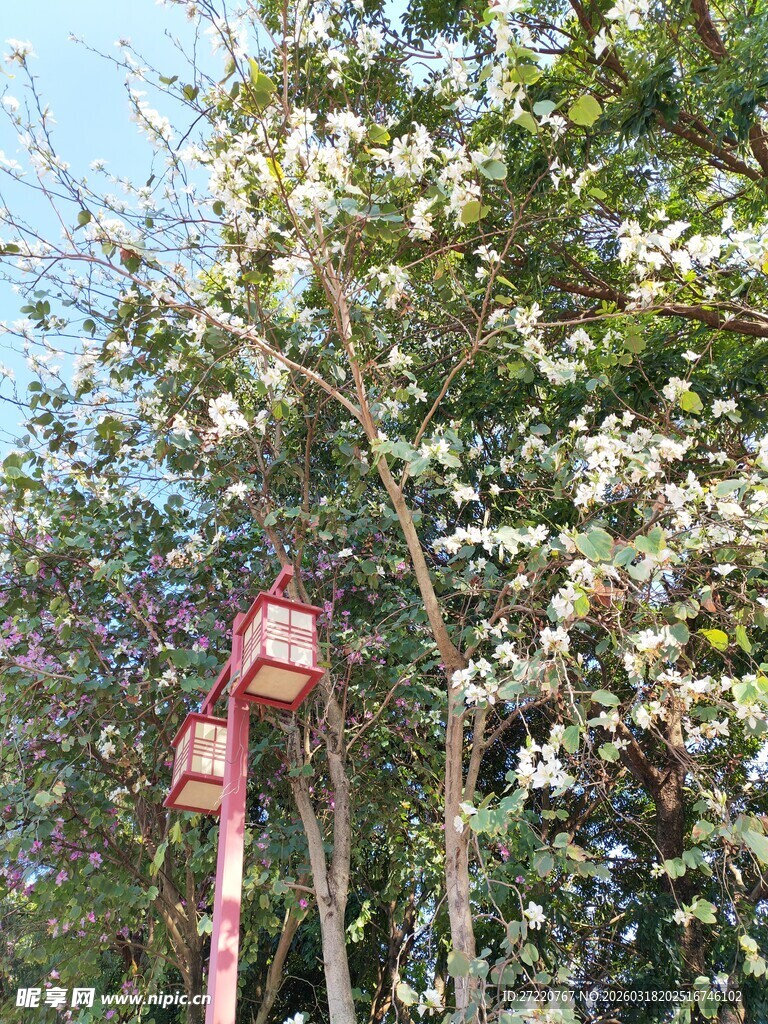 枝头繁花间的红色鸟舍