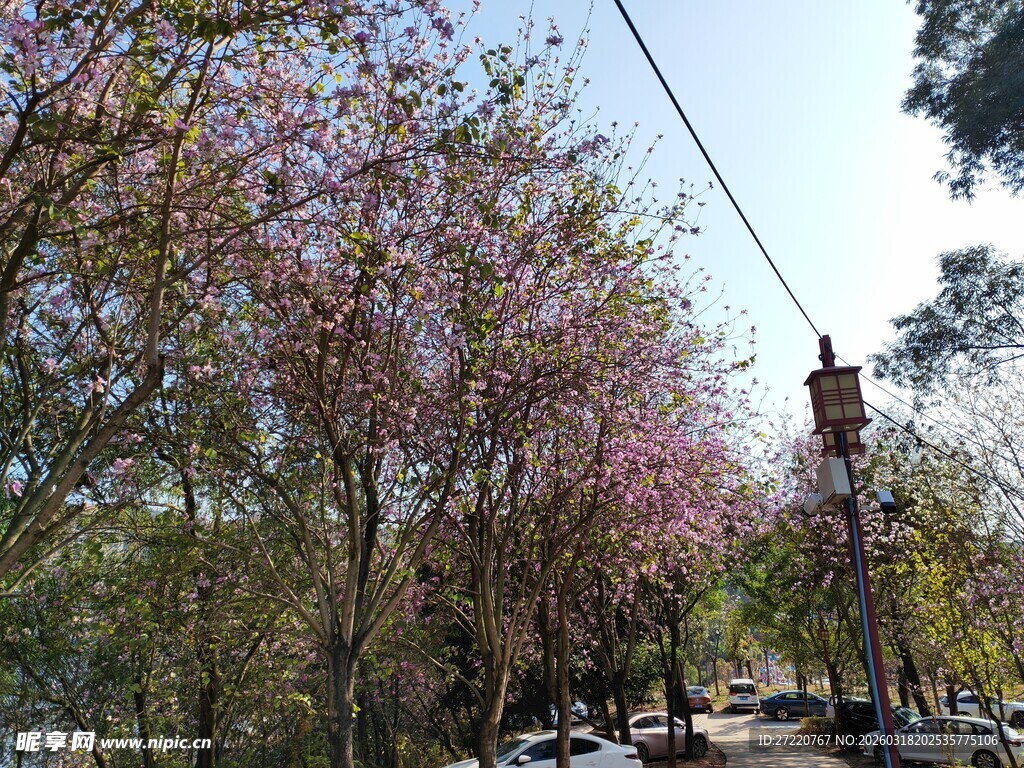春日繁花街道风景