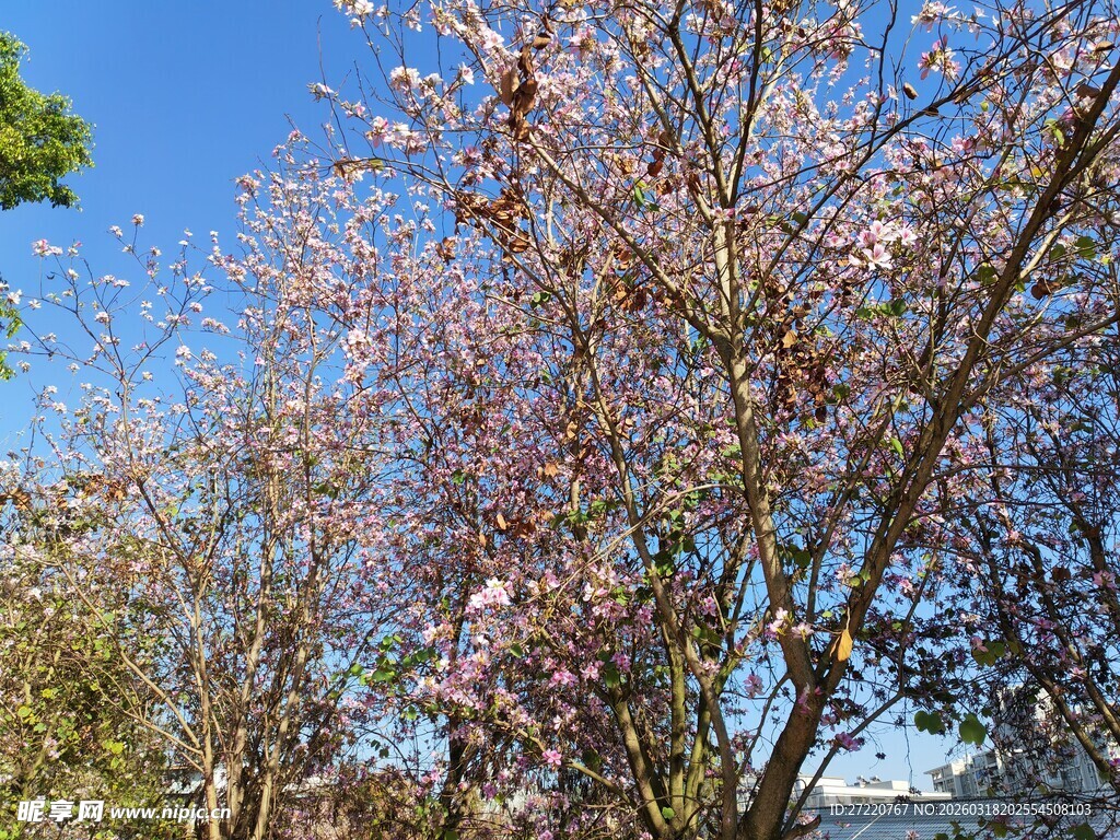 春日繁花盛开的绚烂树木