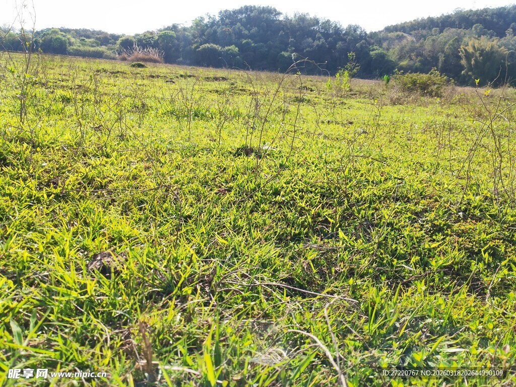 广袤绿野 自然风光如画