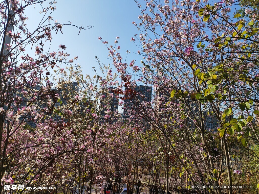 春日繁花盛开的树林