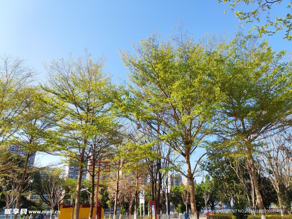 阳光下的葱郁树木