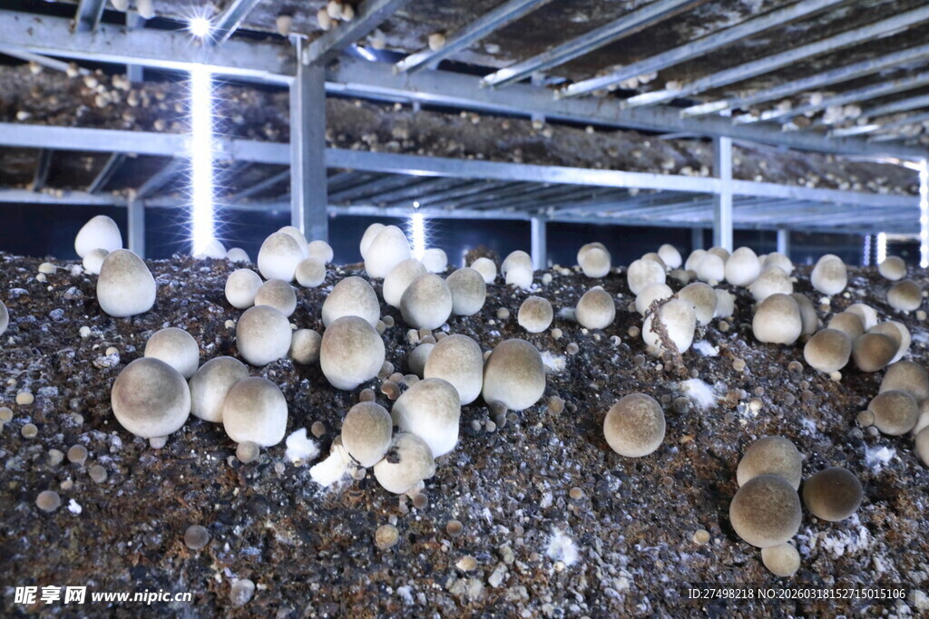 草菇室内栽培的蘑菇生长场景