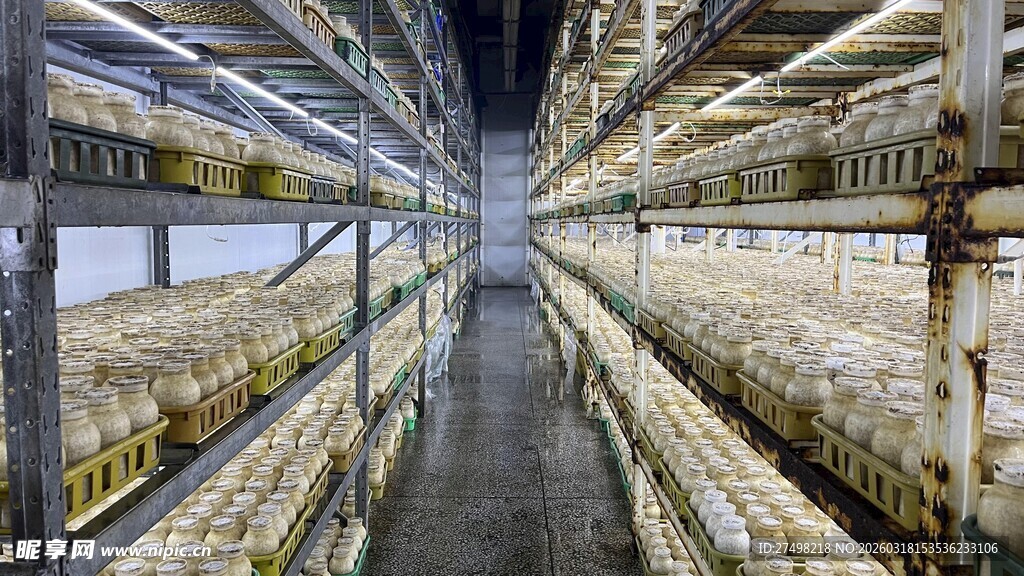 现代化室内农业草菇种植场景