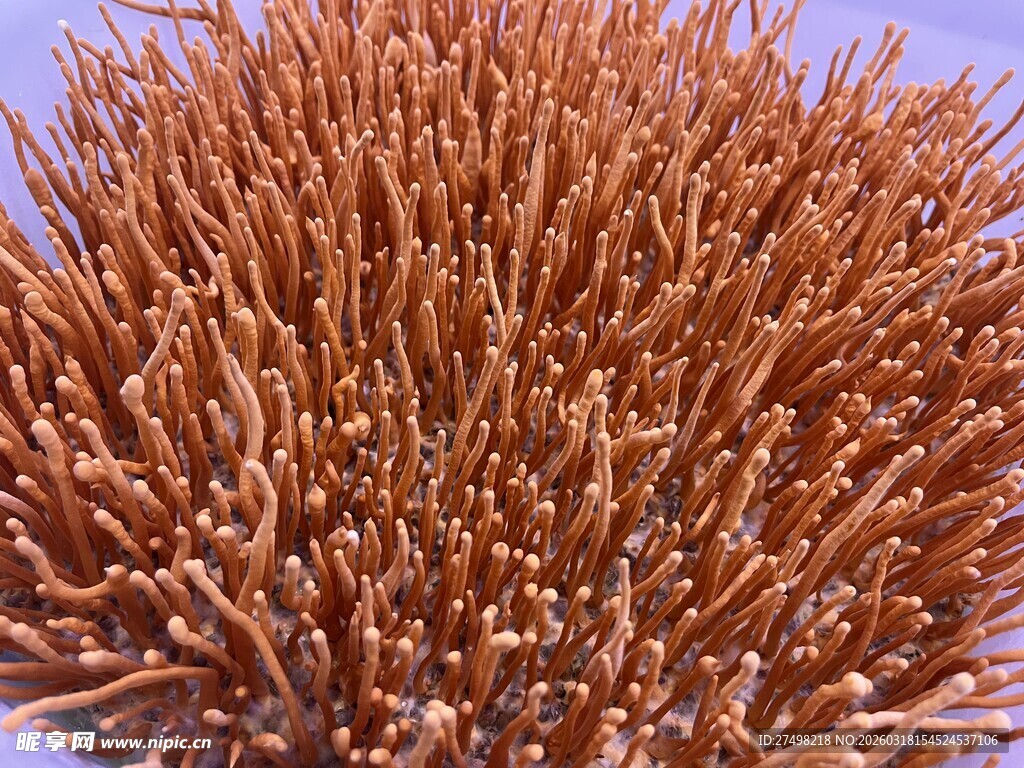 虫草花特写