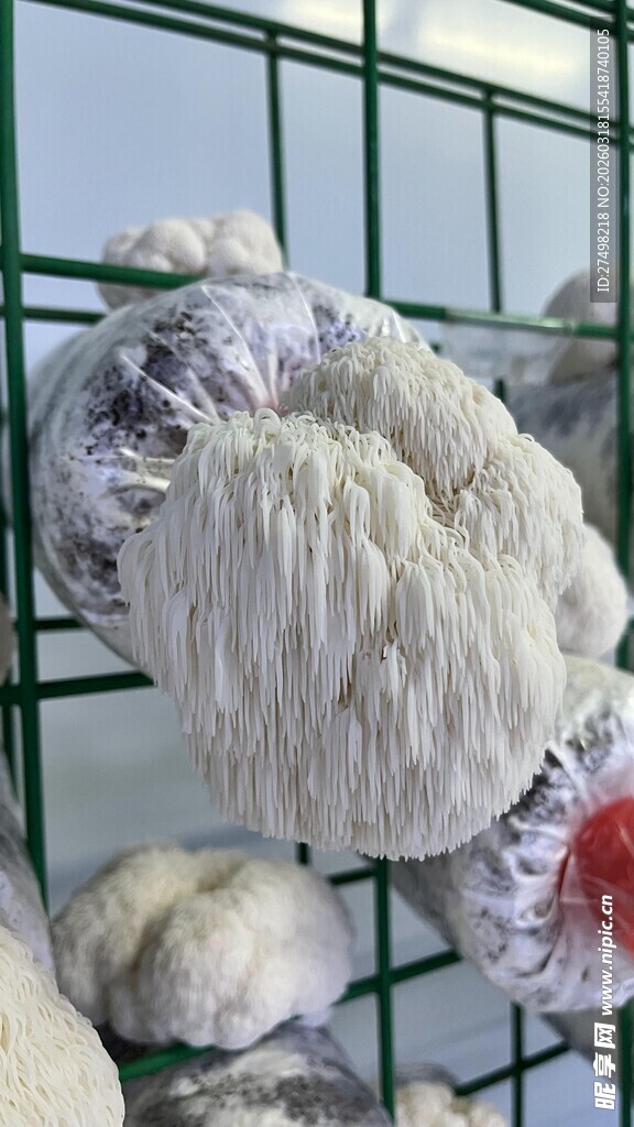 架子上猴头菇特写