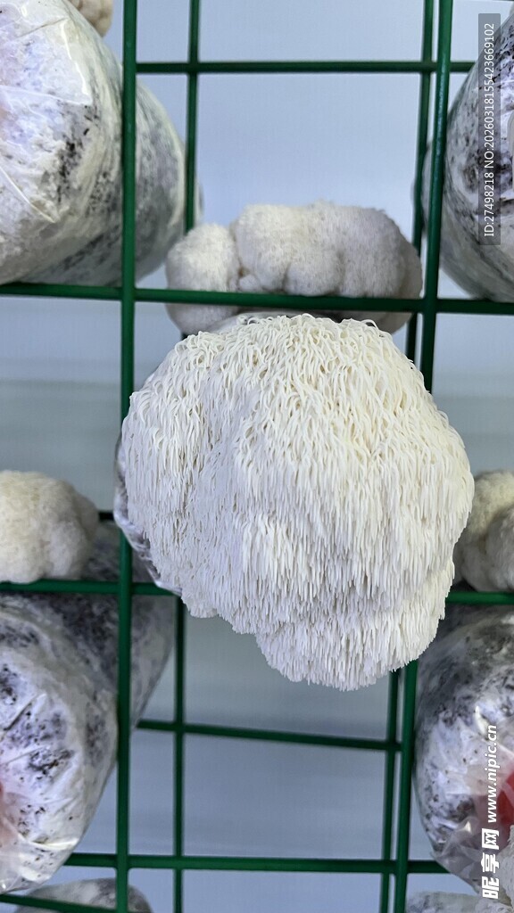 架子上的白色蘑菇 猴头菇