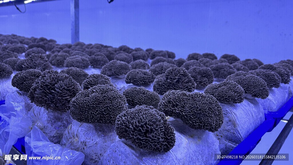 灰树花特写菌菇种植场景