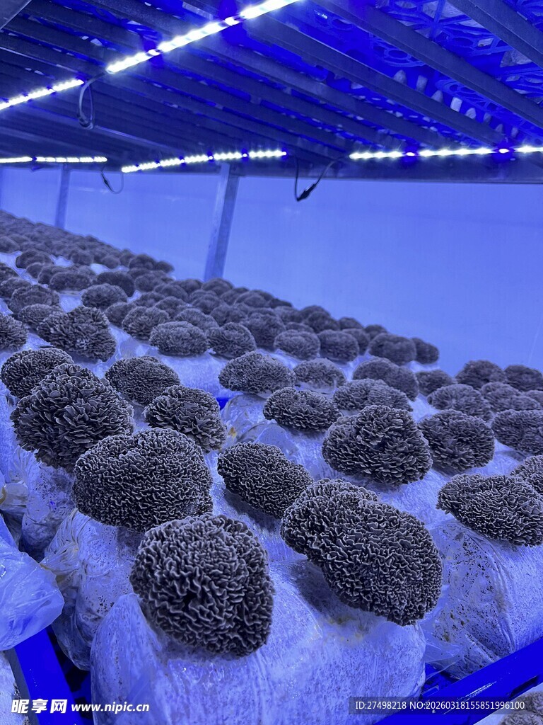 室内灰树花特写菌类种植场景