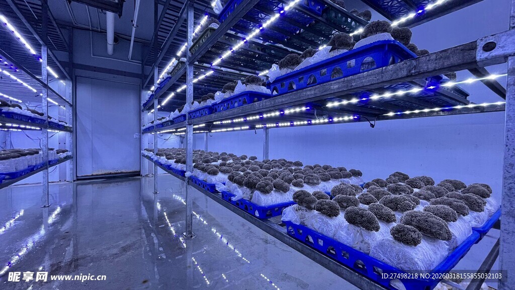 灰树花现代化智能仓储货架场景