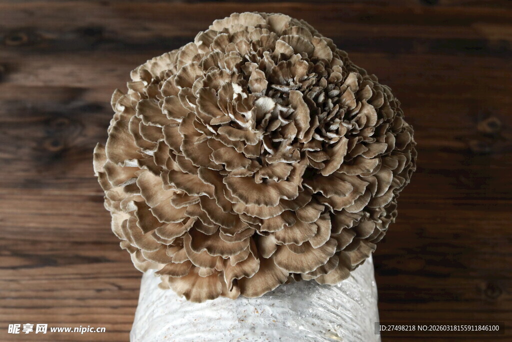 灰树花菌类特写