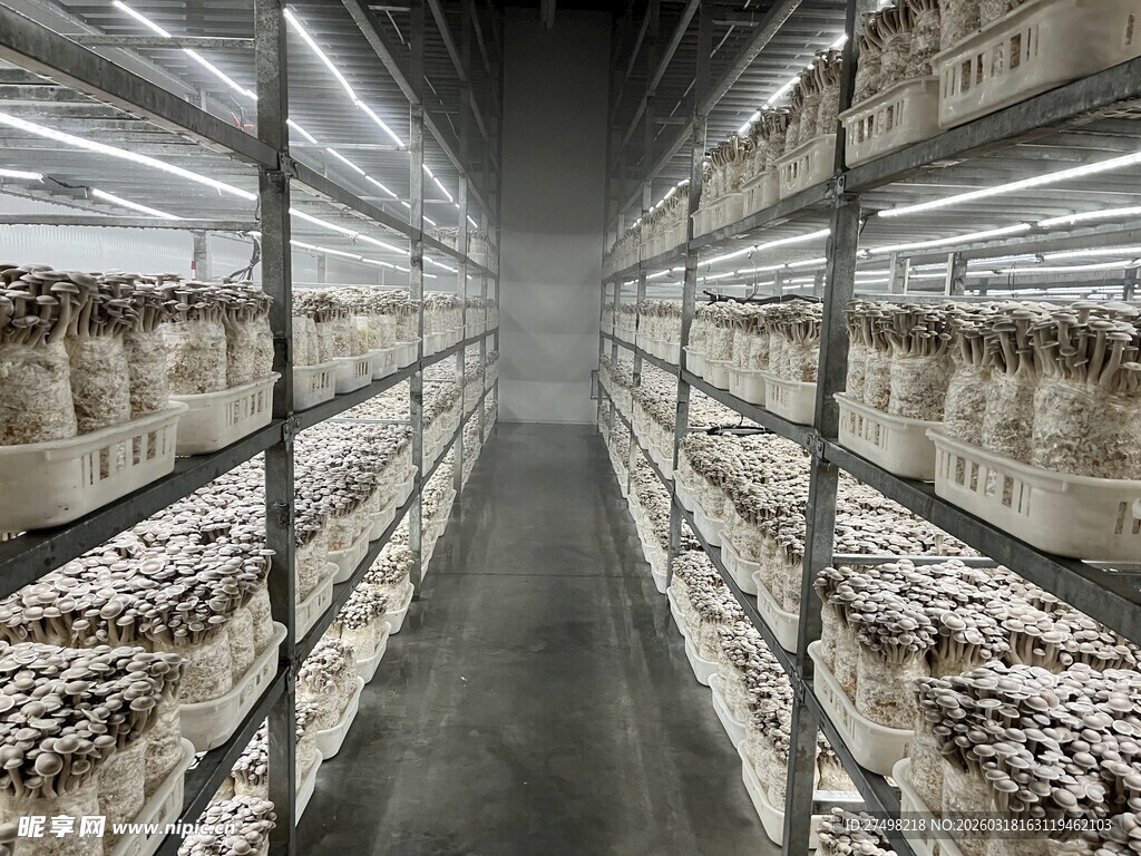 现代化菌类种植大棚内部