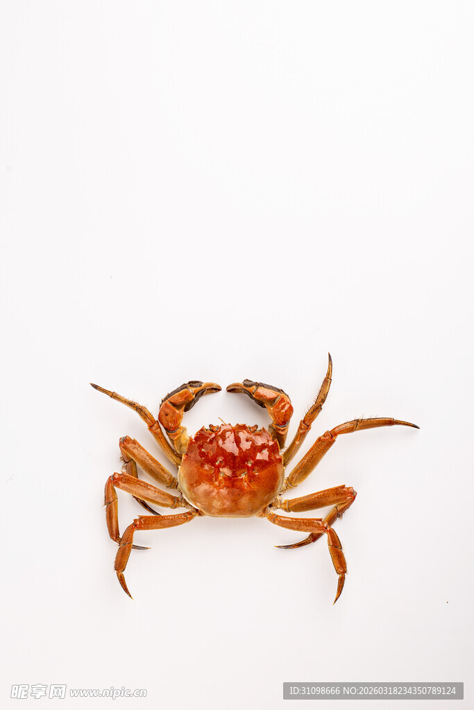 一只橙红色螃蟹特写