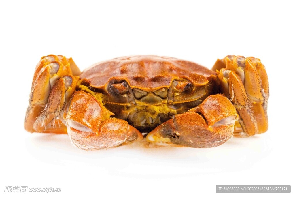 美味大闸蟹特写