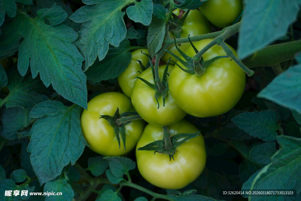 青番茄挂于绿叶间