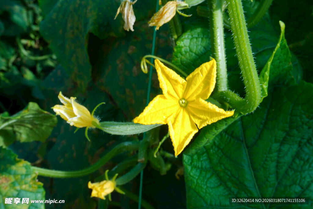 黄色娇嫩黄瓜花