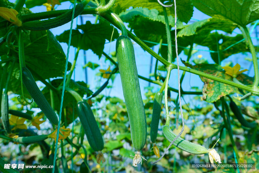 藤蔓间的翠绿丝瓜