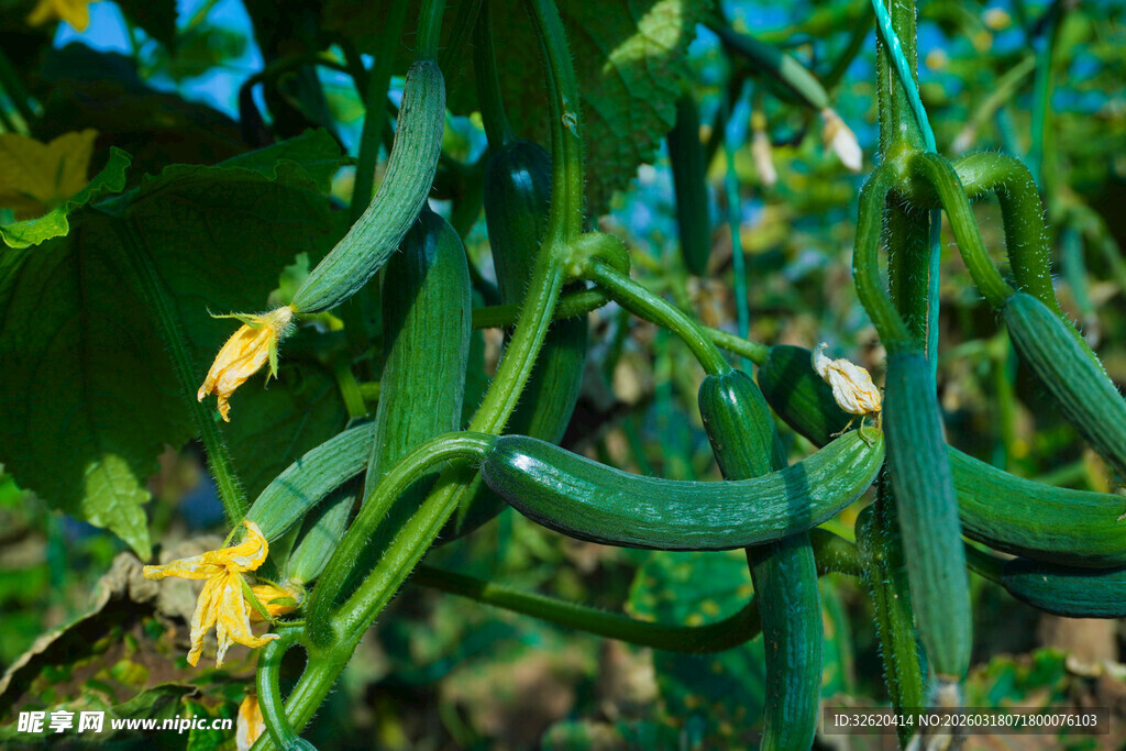 藤蔓上的鲜嫩黄瓜