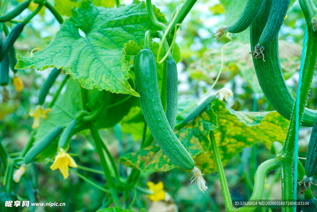 藤蔓上的鲜嫩黄瓜